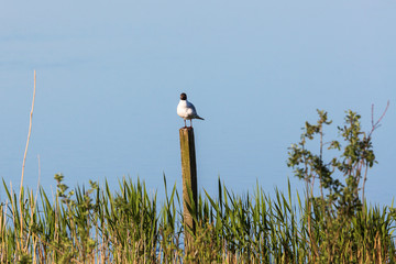 Fototapeta premium Black-headed gull sitting on a pole