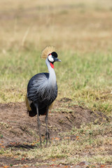 Grey Crowned Crane