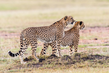 Cheetahs