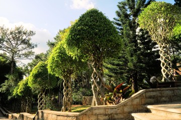 Trees with branches intertwined as helix in garden