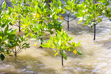 mangrove reforestation