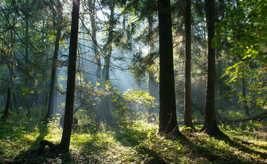 Sunbeam entering rich deciduous forest