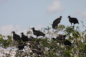 Black vulture in the Department of Guaviare
