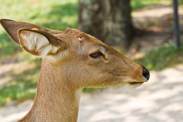 Deer in the zoo  of thailand