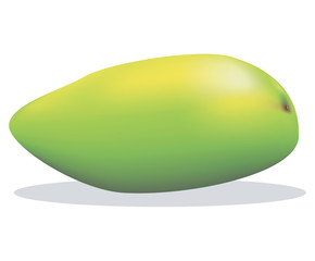 Green unripe mango vector image