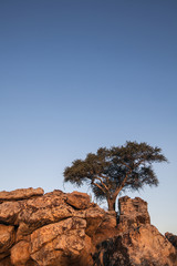 Rock and tree