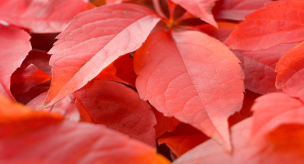 Beautiful bright autumn red falls leaves