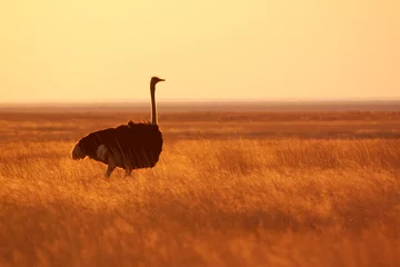 Foto op Canvas Ostrich © 2630ben