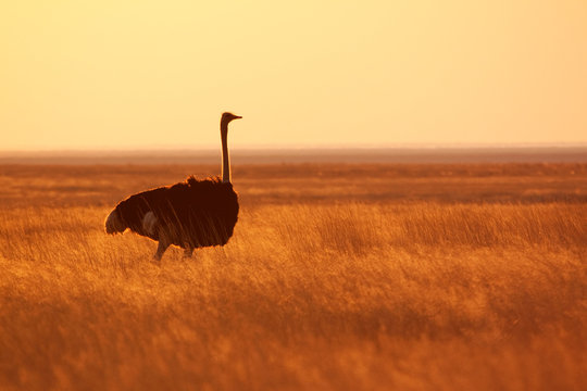 Fototapeta Ostrich