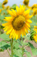 Bright yellow sunflower in the sunflower field