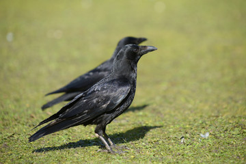 Obraz premium Carrion Crow, Corvus corone