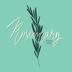 Hand drawn vector rosemary illustration with hand lettering