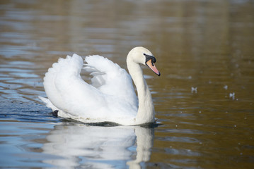 Plakat Mute Swan, Cygnus olor