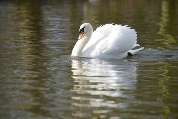 Mute Swan, Cygnus olor