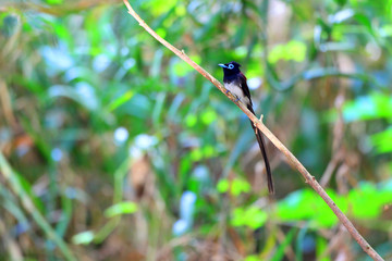 Japanese Paradise Flycatcher (Terpsiphone atrocaudata) in Japan