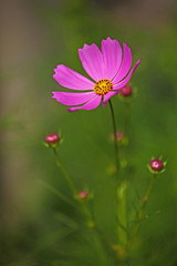 コスモス