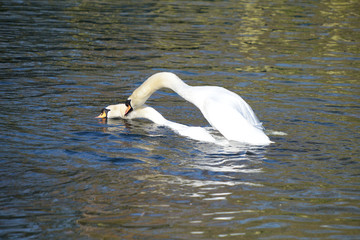 Mute Swan, Cygnus olor