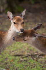 deers in love