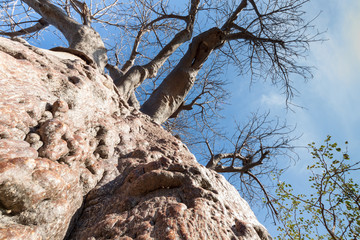 baobab trunk