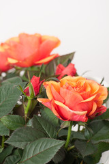 Bouquet Of Roses On White Background