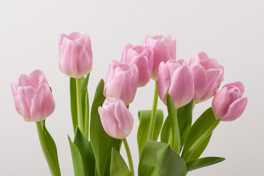 Bouquet Of Tulips On White Background