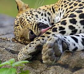 Leopard