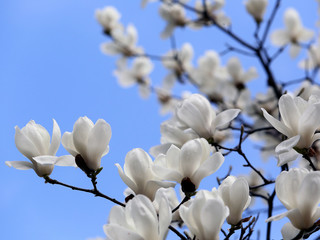 モクレンの白い花