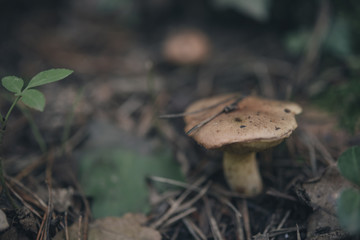 wild mushrooms
