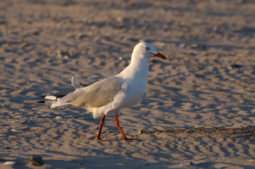 Selective focus seagull close up on textured sand at sunset