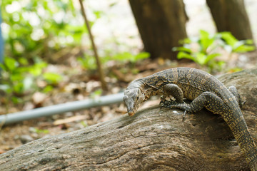 Komodo in garden of thailand