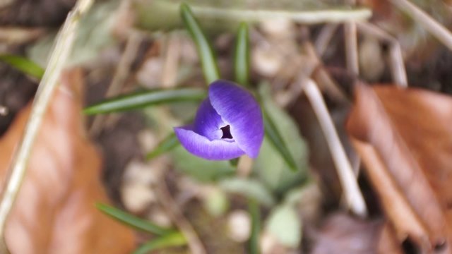 Krokus im Fr&uuml;hling - aufbl&uuml;hend