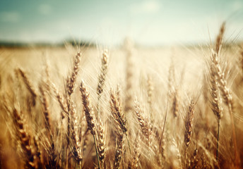 golden wheat field and sunny day