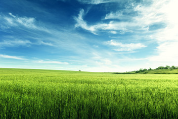 Obraz na płótnie Canvas field of barley