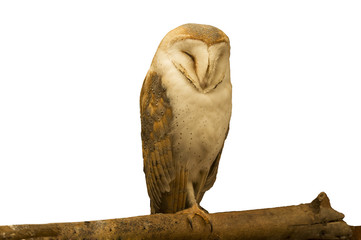 A wild Barn Owl  is resting on a tree trunk