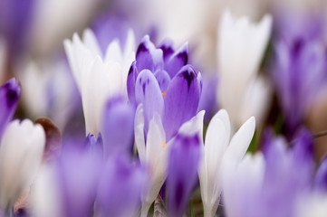 Crocus