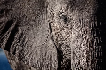 Papier Peint photo Lavable Afrique du Sud Elephant