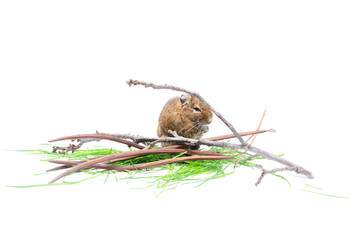 Chilean squirrel degu