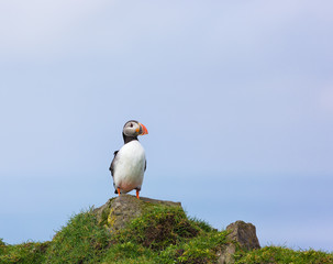 Single Puffin, Fratercula arctica sitting on a rock.