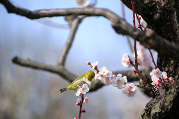 メジロと梅の花