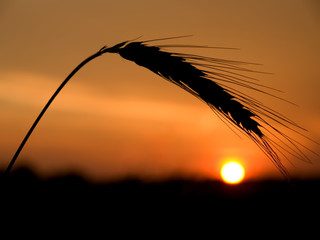 Fototapeta na wymiar silhouette of wheat spikelets at sunset