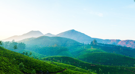 Tea plantations in India