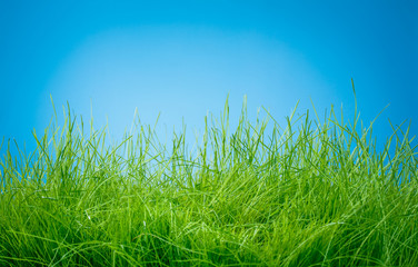 Fototapeta premium Spring green grass