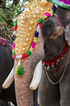 India elephant festival