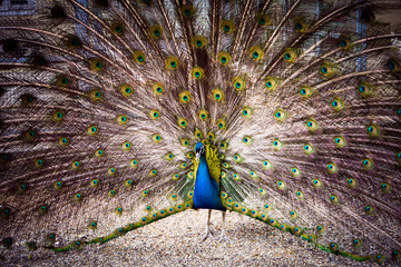 Naklejka premium The peacock spreads its magnificent tail.