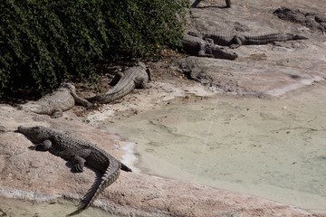 crocodile