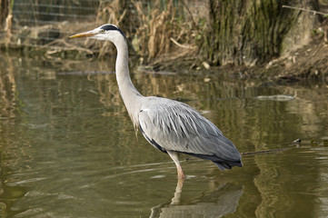 Grey Heron on the side of a lake