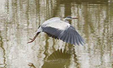 Grey Heron flying over the lake in the park