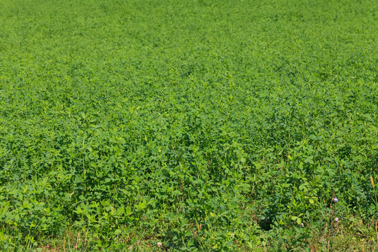 Alfalfa field