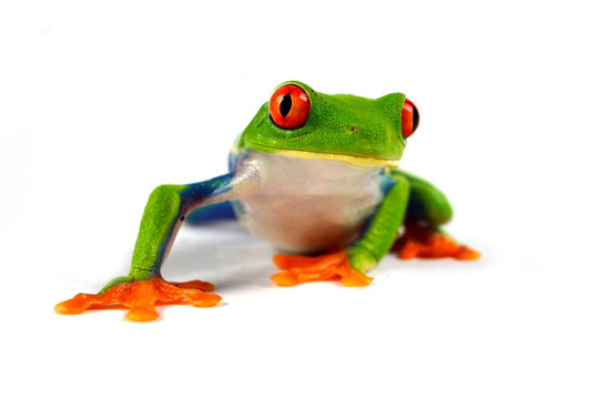 Agalychnis callidryas