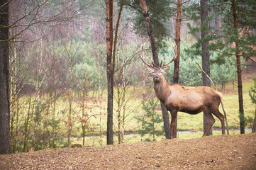 Naklejka na ściany i meble Powerful adult red deer stag in natural environment autumn fall